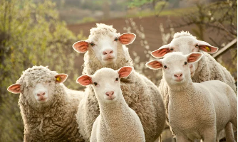 Herd On the Street – Japanese Equity Short Report